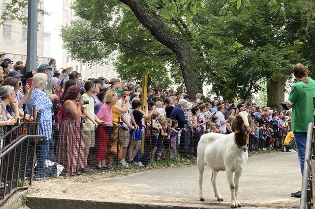 Onlookers cheer goats entering Riverside Park